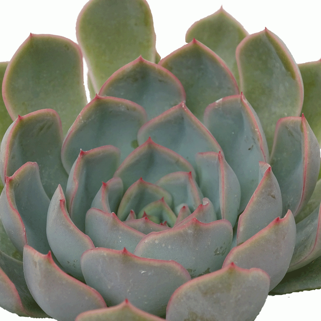 Echeveria-Jasiri.gif