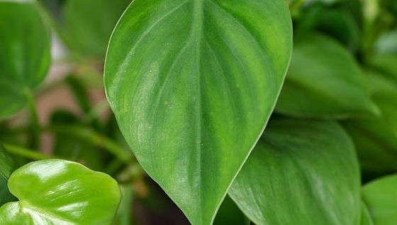 philodendron pink dragon Live Alocasia Pink Dragon