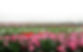 greenhousebg copy.jpg