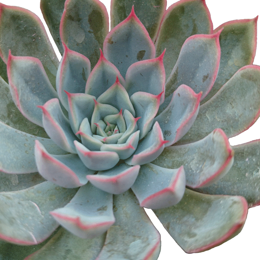 Echeveria-Ponto-Rosso-1.gif