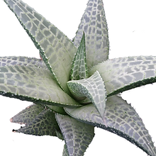 Haworthia-tesselata1_edited.png