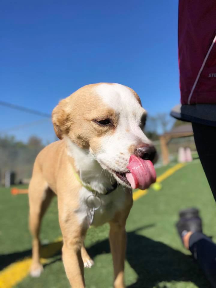 Home Peebles Play & Stay