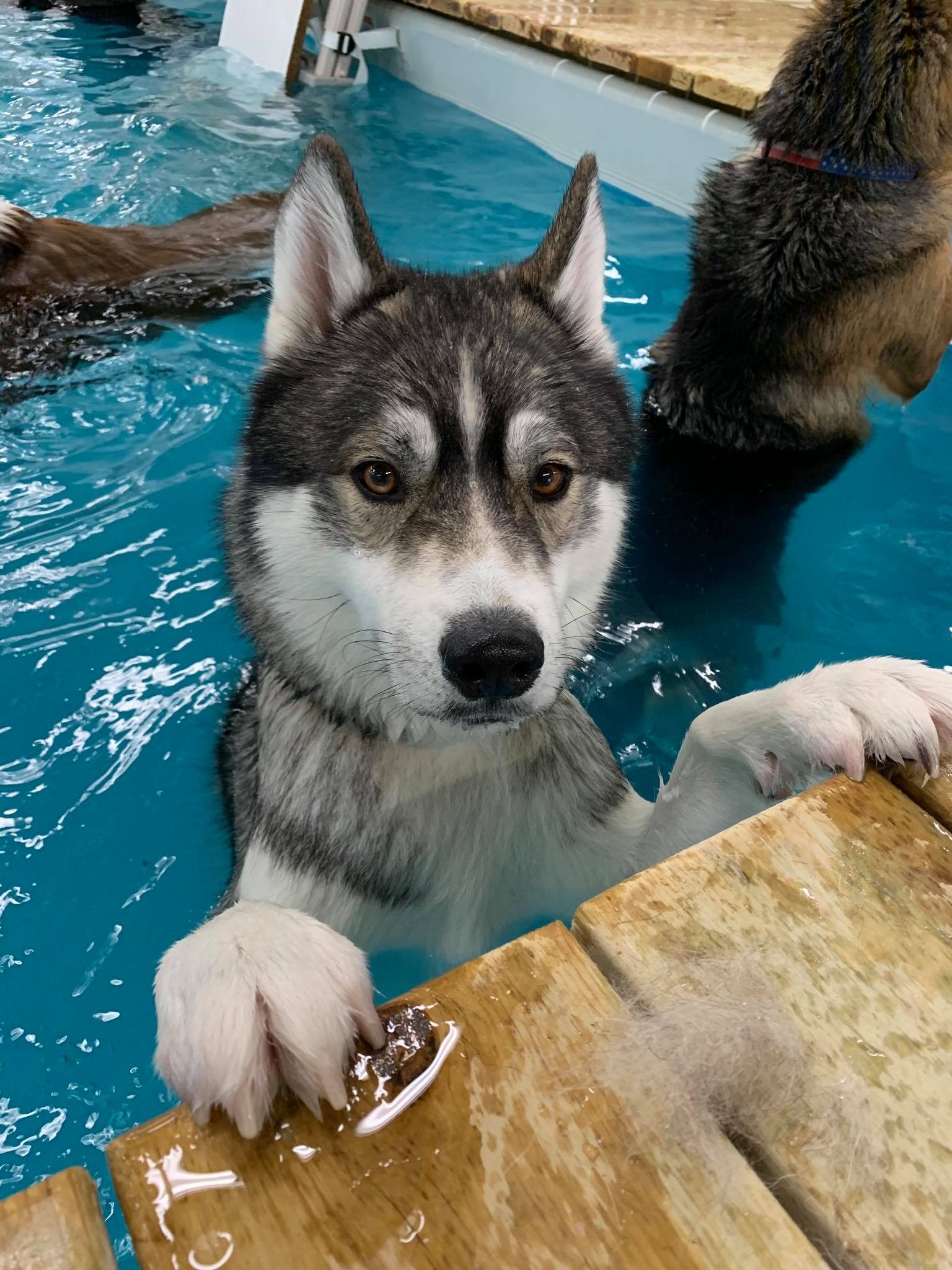 More About Swimming Peebles Play & Stay