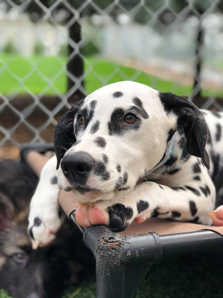 Home Peebles Play & Stay