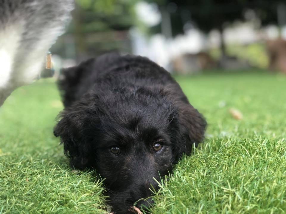 Home Peebles Play & Stay