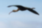 Ibis falcinelle