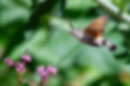 Moro-sphinx - Macroglossum stellatarum