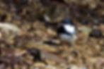Mésange noire