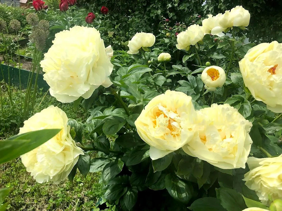 Прев'ю: Півонія Lemon Chiffon — бутони на стеблі