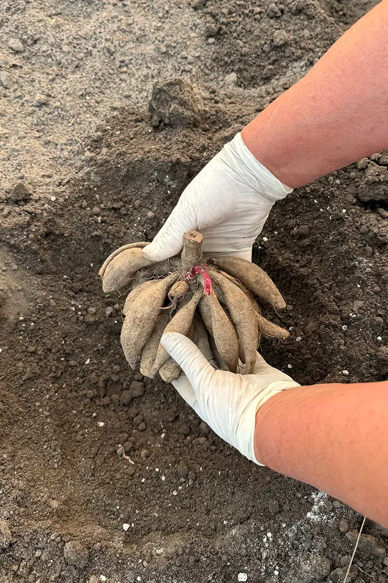 перевірка бульби жоржини після зимового зберігання перед весняною висадкою