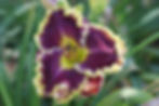 Лілейник Bella Notte — темно-пурпурний оксамит із широкою жовто-салатовою гофрованою облямівкою