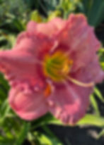 Лілейник Corinthian Pink — рожевий із максимально вираженою гофровкою і темно-рожевим ореолом