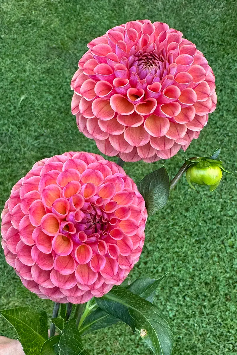 бальна жоржина сорт Cailin's Joy