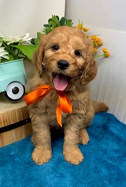 orange-male_edited.jpg