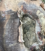 Close up of a tree bark captured x Jenn Freeman | Po'Chop