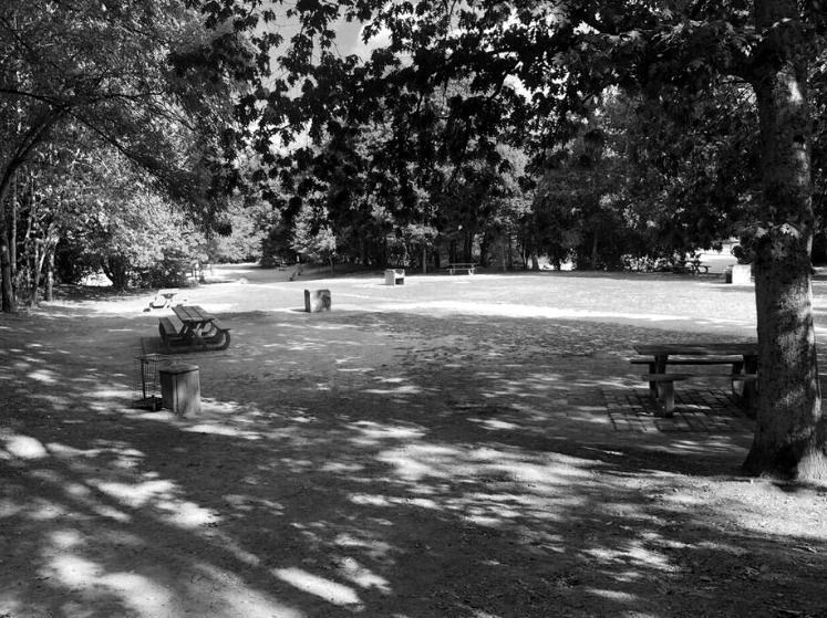 image en noir et blanc d'un parc vide, avec plusieurs arbres et bancs