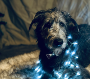 Metropawlitan Dog Training Inc. Dog Tricks - Virgil - xmas lights