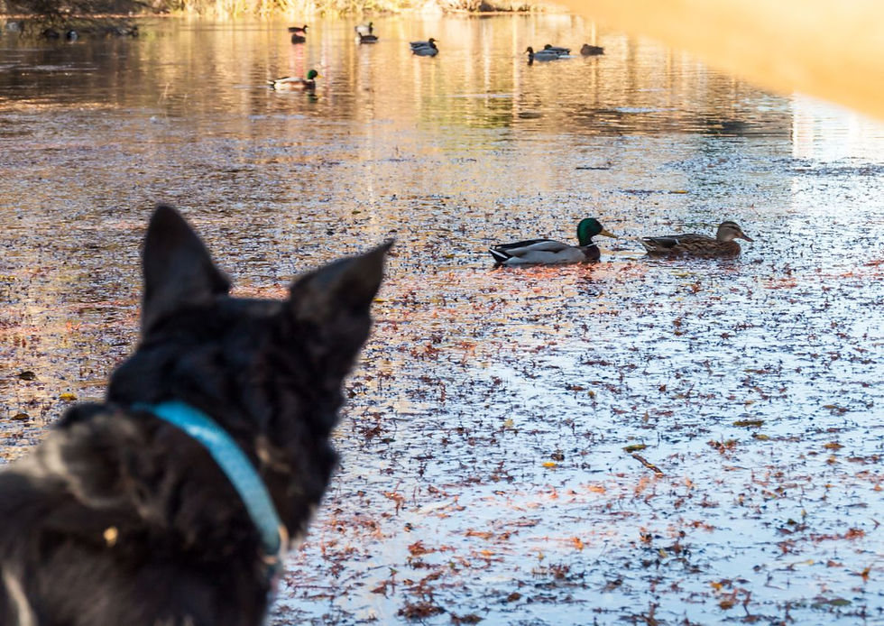 recall training - handling your dog proactively