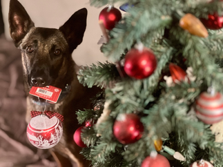 Metropawlitan Dog Training Inc. Dog Tricks - Meiko xmas ornament