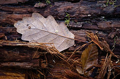NtBois-merrains-grumes-bois-chêne-foret-francais-aix-en-othe-france-5.jpg