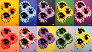 Barberton Daisy