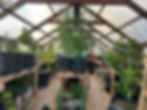 GARDEN PIC22.jpg