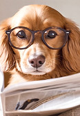 cute dog reading newspaper _edited.jpg