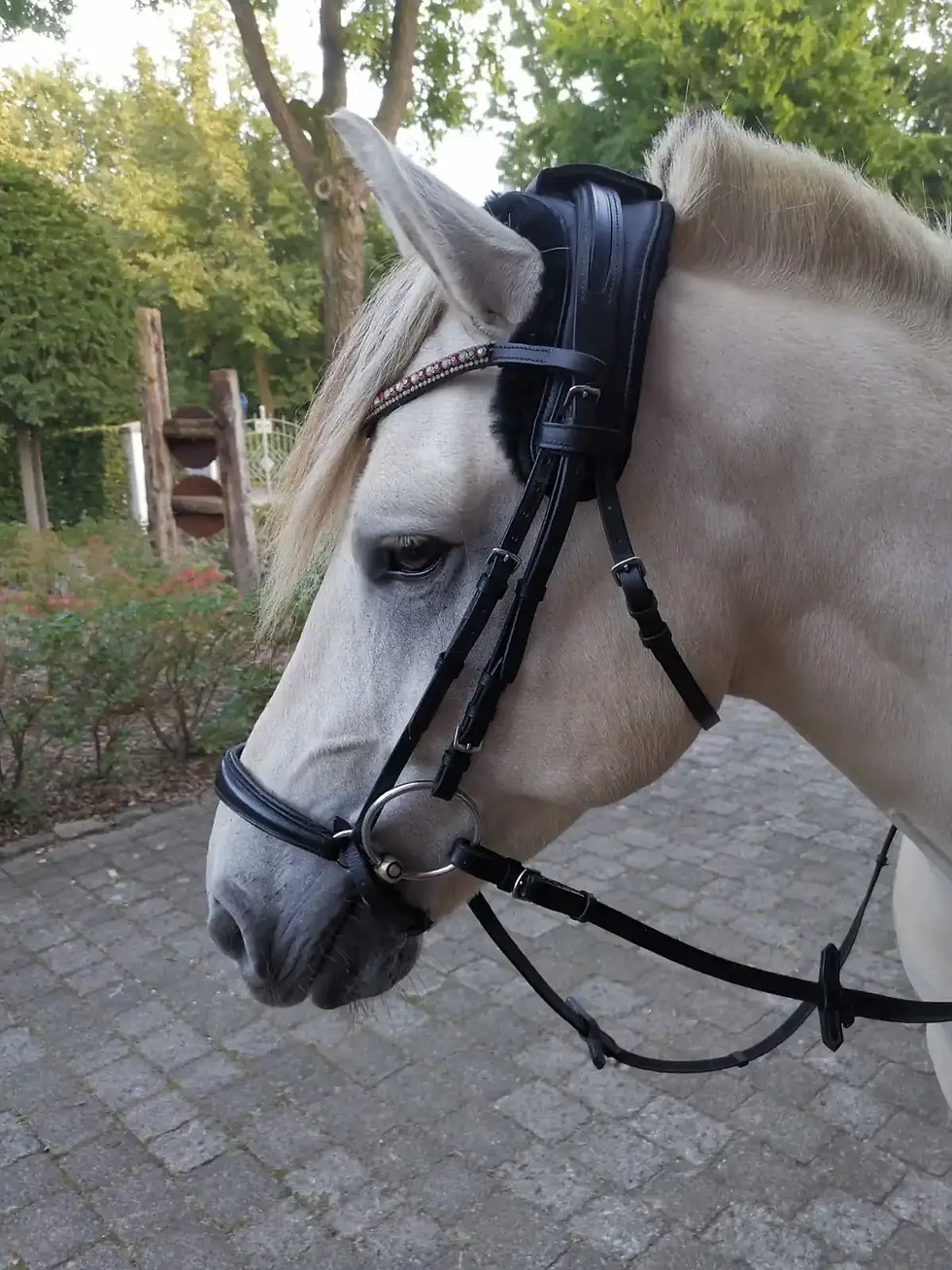 Miniaturbild: Equigetic Poll Genickpolster