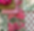 Silk & Cotton Co