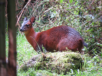 Mgahinga National Park