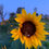 Thumbnail: Mixed Flower Seed