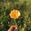 Thumbnail: Mixed Flower Seed