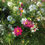 Thumbnail: Mixed Flower Seed