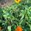 Thumbnail: Mixed Flower Seed