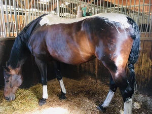 Mieux comprendre les méthodes alternatives pour prévenir les blessures chez les équidés avec argile et algues marines