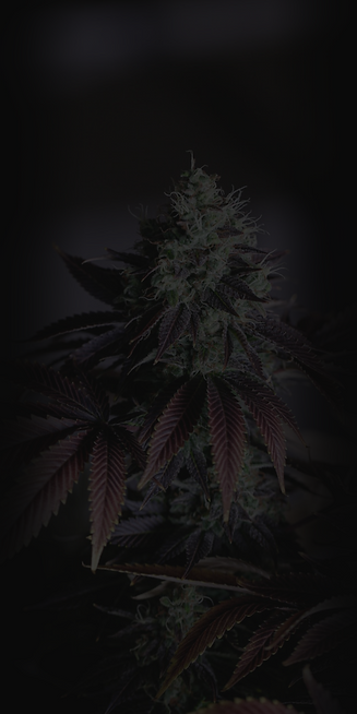 purpleplant.png