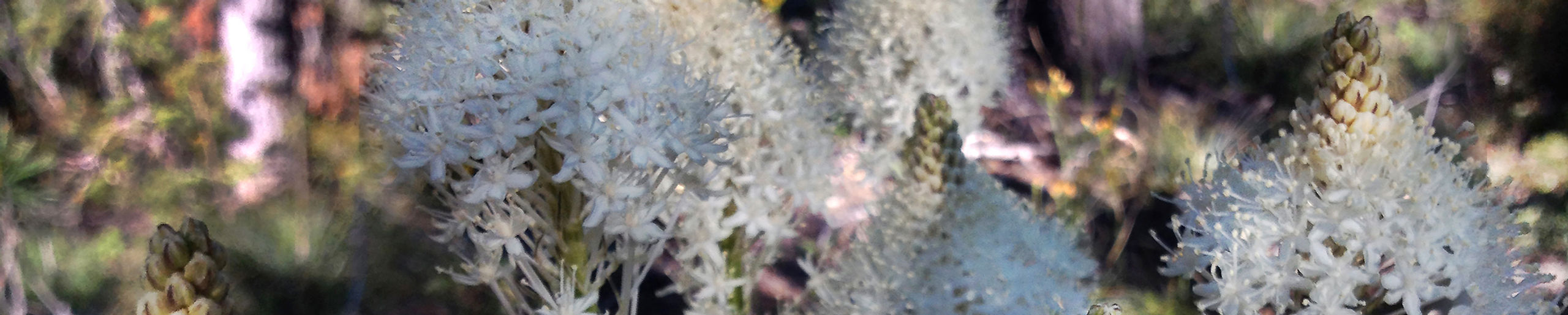 bear grass slice.jpg