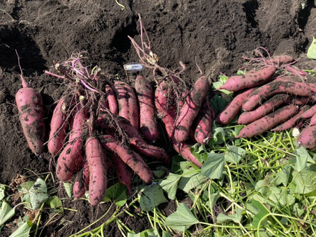10月青森県三戸プロジェクト始動