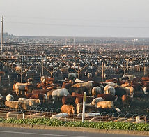 feedlot2_300_11.jpg