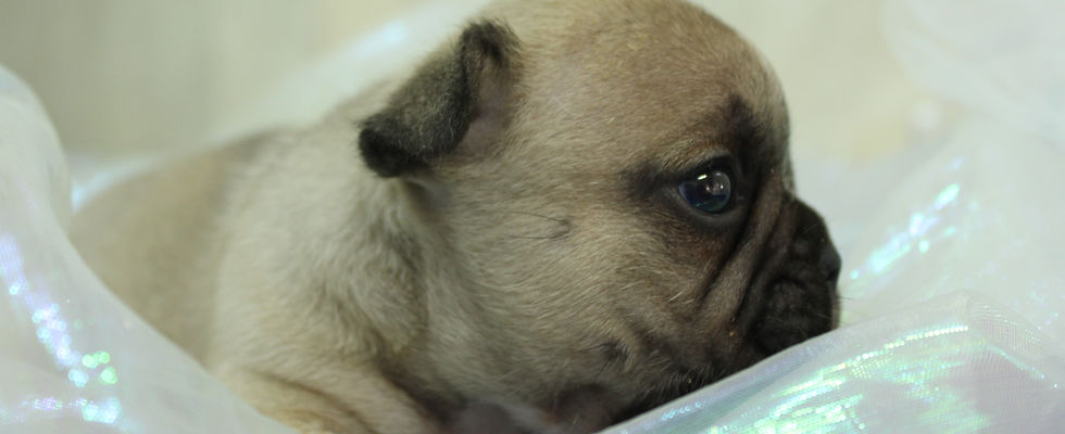 Filhote de Buldogue Francês