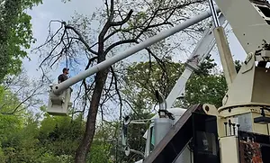 cut-right-tree-service-hero-tree-trimming-and-pruning-2880w-1920w.webp