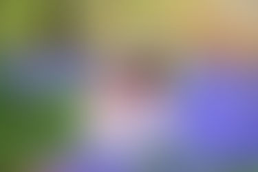 Bluebell season is coming