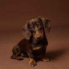 Oxford Photographer | Oxford Pet Photographer | Dog Photographer