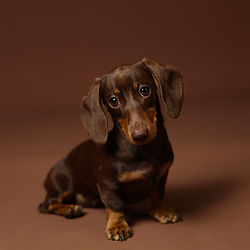 Oxford Photographer | Oxford Pet Photographer | Dog Photographer