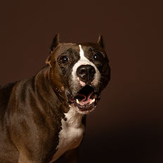 Oxford Photographer | Oxford Pet Photographer | Dog Photographer