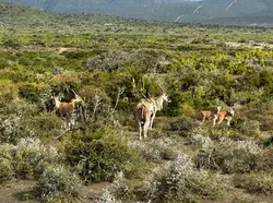 ELAND