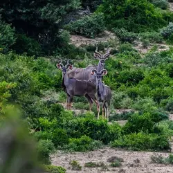 KUDU