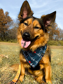 Brown corgi/chow chow mix wearing navy bandana with EKG lines and hearts on it
