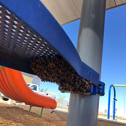 Bees.jpeg