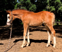 Cali Side 4-3-19 SM.jpg